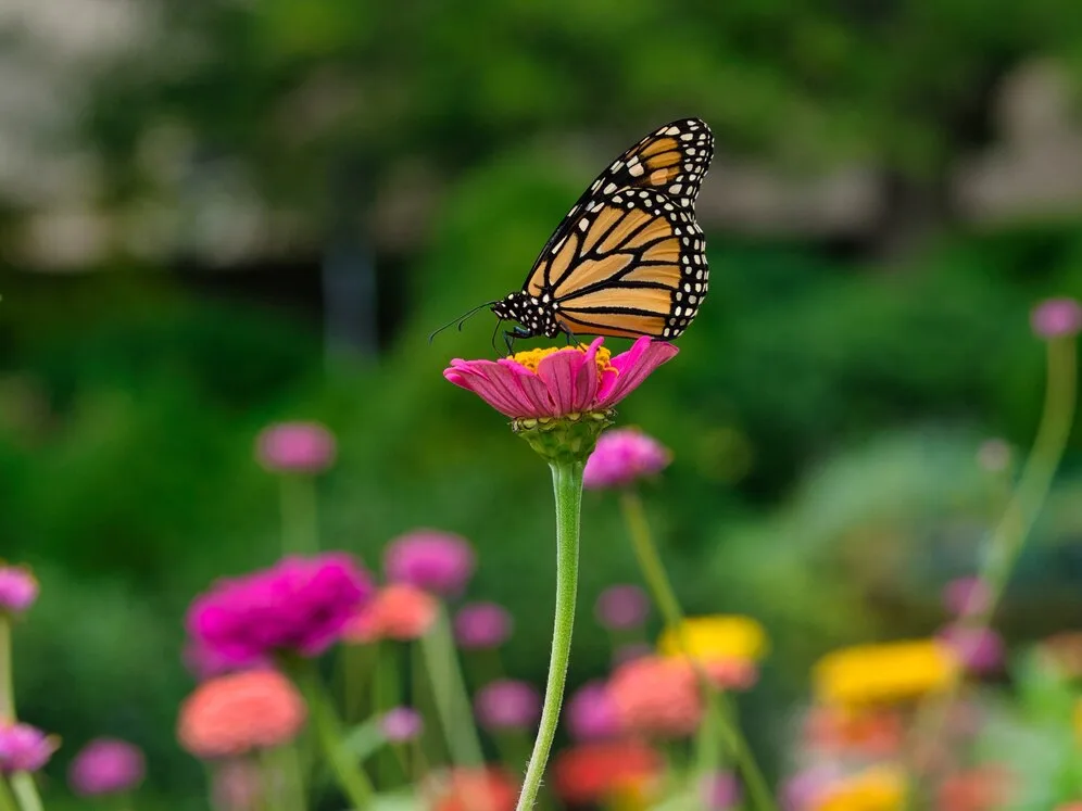 6 plantas que atraem borboletas e beija-flores para seu jardim (2)