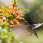 6 plantas que atraem borboletas e beija-flores para seu jardim (1)