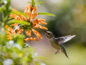 6 plantas que atraem borboletas e beija-flores para seu jardim (1)